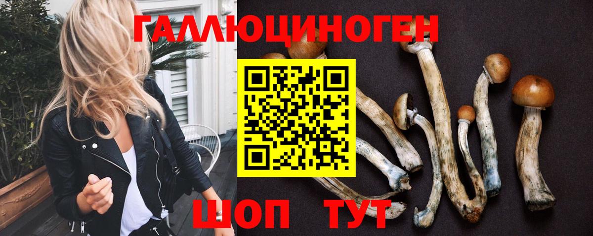 Псилоцибиновые грибы Psilocybe Саратов